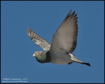 Rock Pigeon in Flight