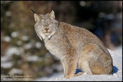 Canada Lynx