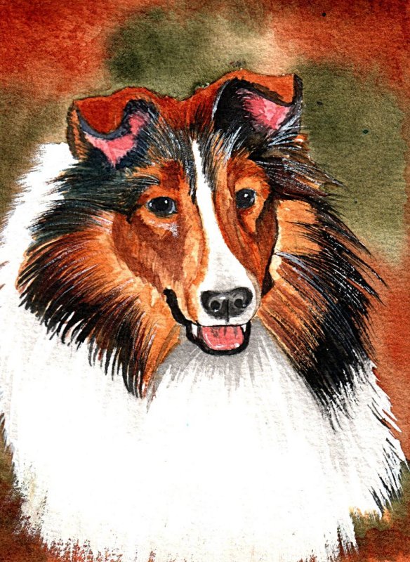 Collie - watercolor, 5 x 7