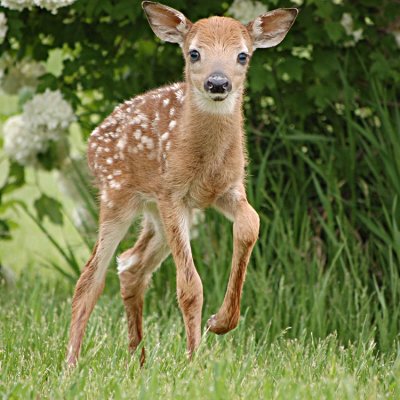 One of the twin fawns. It thought I was it's mother, so I was able to get really close shots of it. May 22, 2009