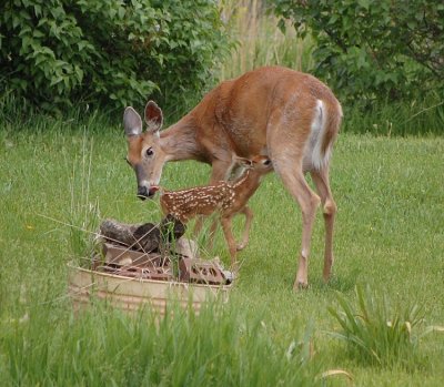 This doe had twins, the other one was killed by a stray dog. This is their reunion. May 22, 2009