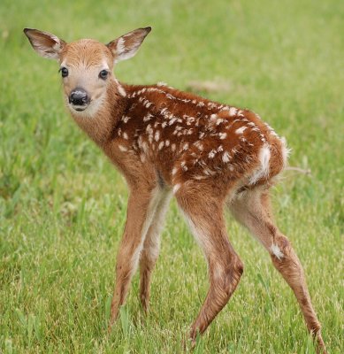 New fawn. May 22, 2009