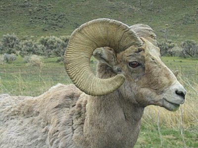 Ram, Wyoming, 2008