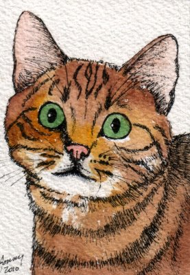 Here Kitty 8-10