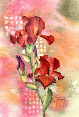 Iris, watercolor - 7 x 11 9-12