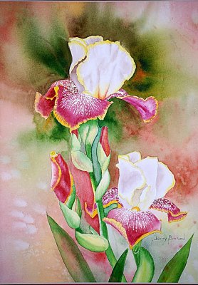 Iris, watercolor - 11 x 14 9-12