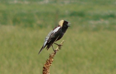 birds_of_colorado