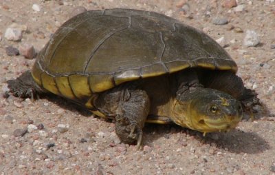 reptiles_and_amphibians_of_colorado