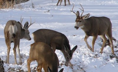 mammals_of_colorado