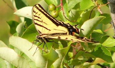 insects_of_colorado