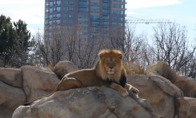 denver_zoo_pictures