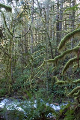 Moss everywhere - and running water