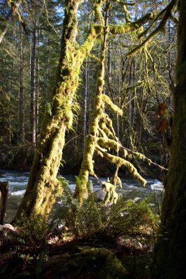 moss everywhere and more running water