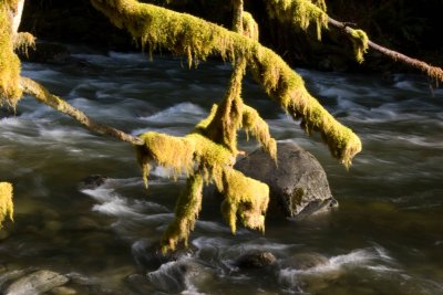 Did I mention the moss?