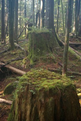stumped