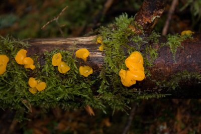 Fungus Amungus