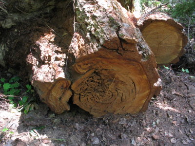 log