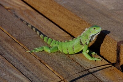 Iguana of Aruba