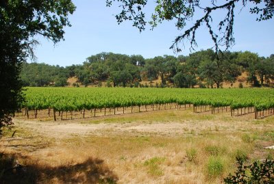 Backroads of Sonoma County