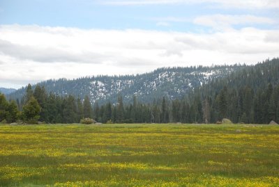 Childs Meadows