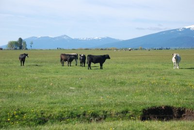 Hwy 62 near Fort Klamath