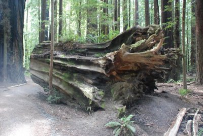 Avenue of the Giants