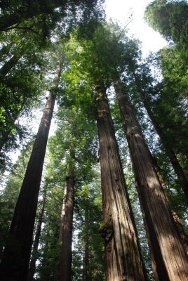 Avenue of the Giants