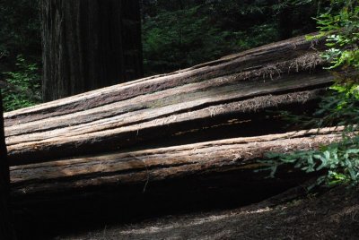 Avenue of the Giants
