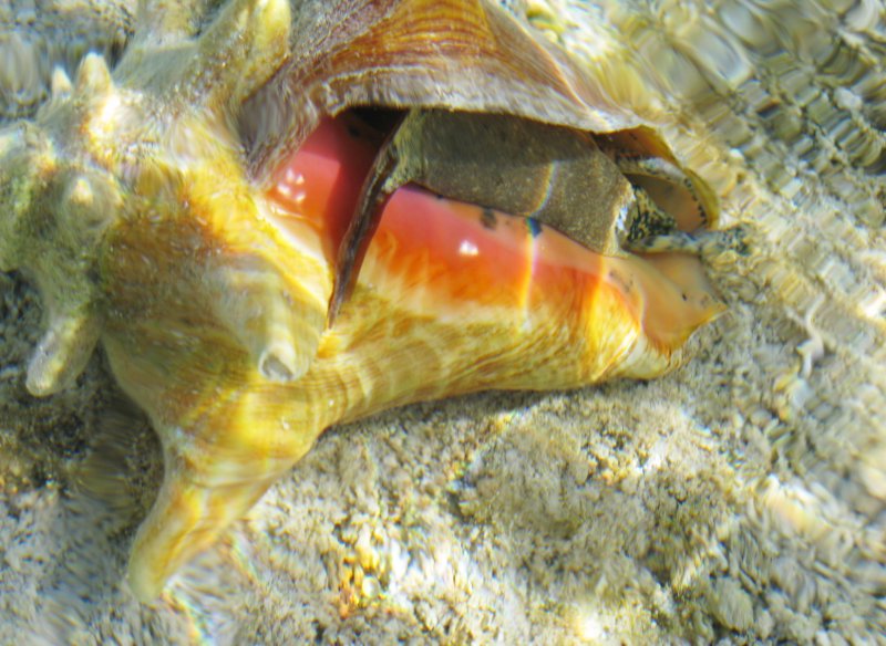 Conch