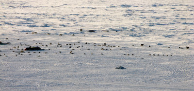 Dog team from Pangaggujjiniq Nunavut Quest 2009