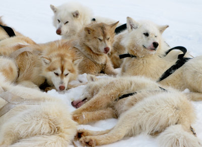 Artic sled dog team