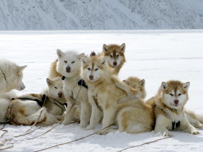 Pond Inlet - Baffin Island  - Nunavut - 2009