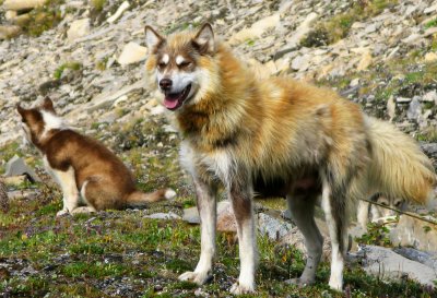 Female and puppies