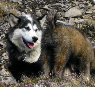 Female and puppie
