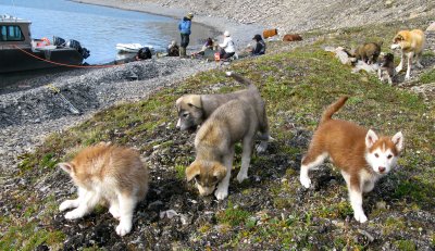 Charlie's family and puppies