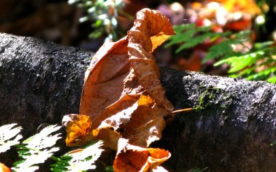 Pambina, Laurentides