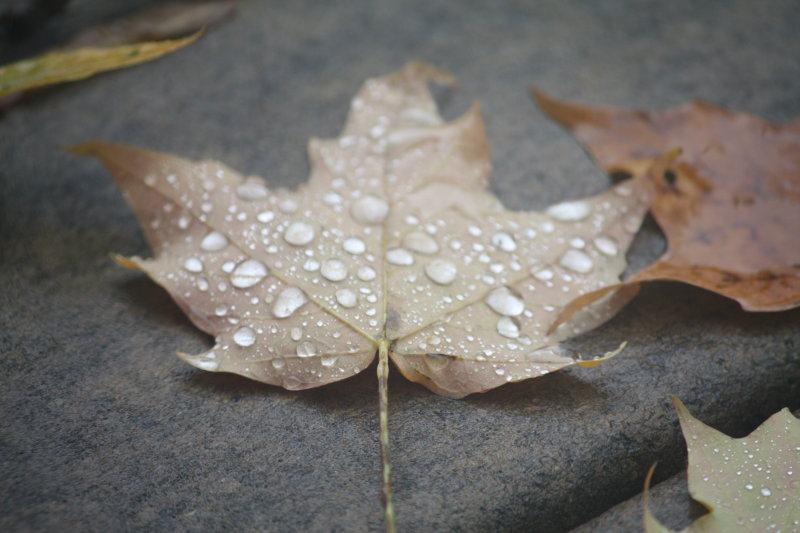 Leaf