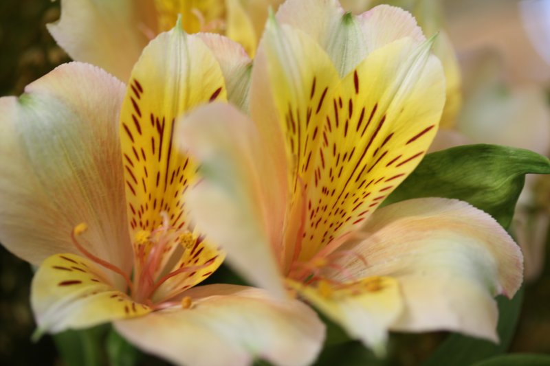 Fair Flower