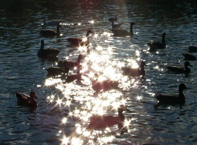 Sunny Ducks