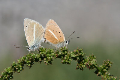 Papillonner