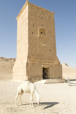 Palmyra apr 2009 9988.jpg