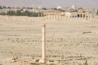 Palmyra apr 2009 0041.jpg