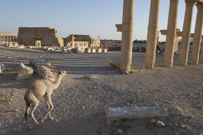 Palmyra apr 2009 0095.jpg