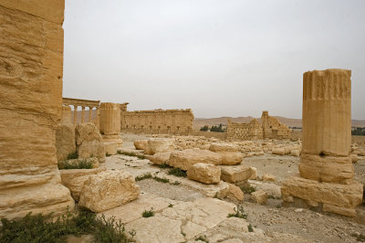 Palmyra apr 2009 0237.jpg