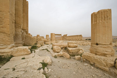 Palmyra apr 2009 0238.jpg