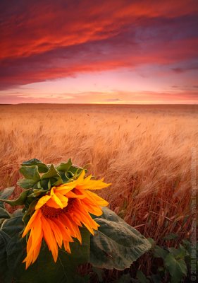 Alone inthe wheat field