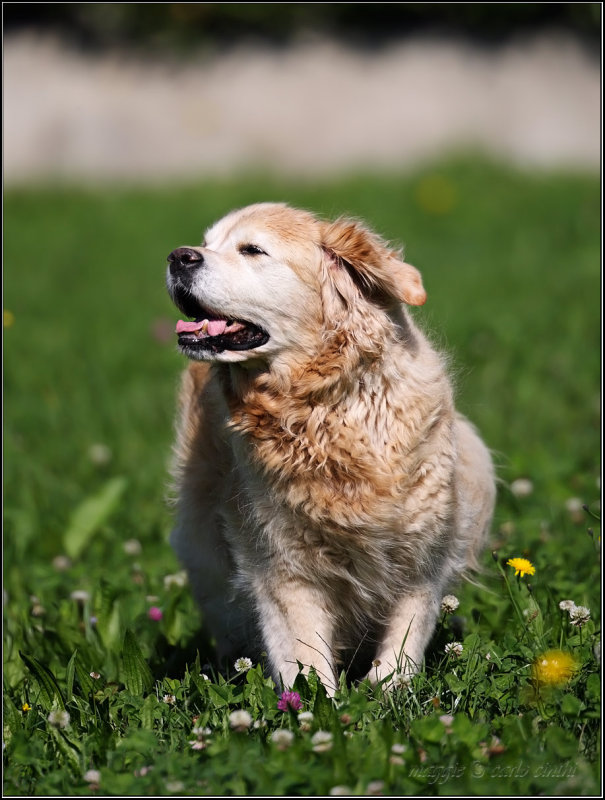 maggie