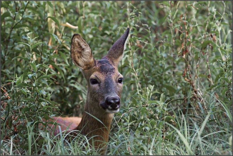 capriolo 