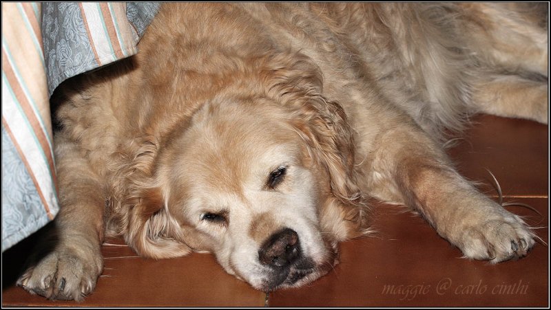 maggie