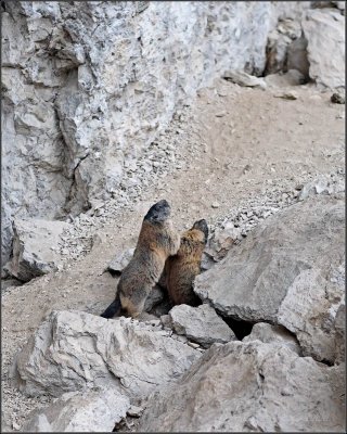 marmotte